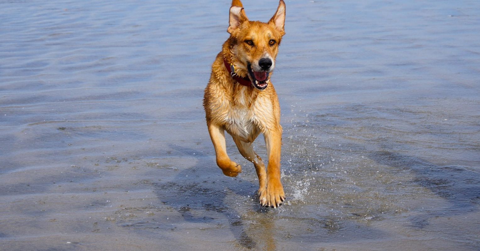 Rehoming - No Fault