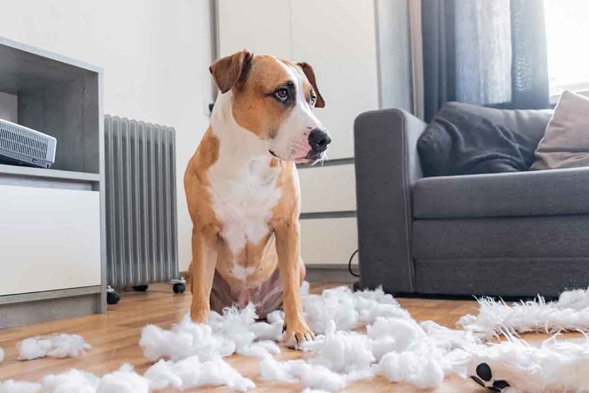 Rehoming - Problem Child
