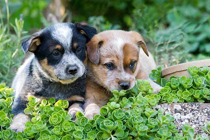 Puppies - Forever Homes